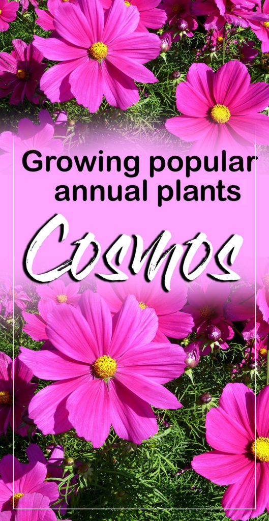 Cosmos | cosmos flower | growing cosmos | annual flower