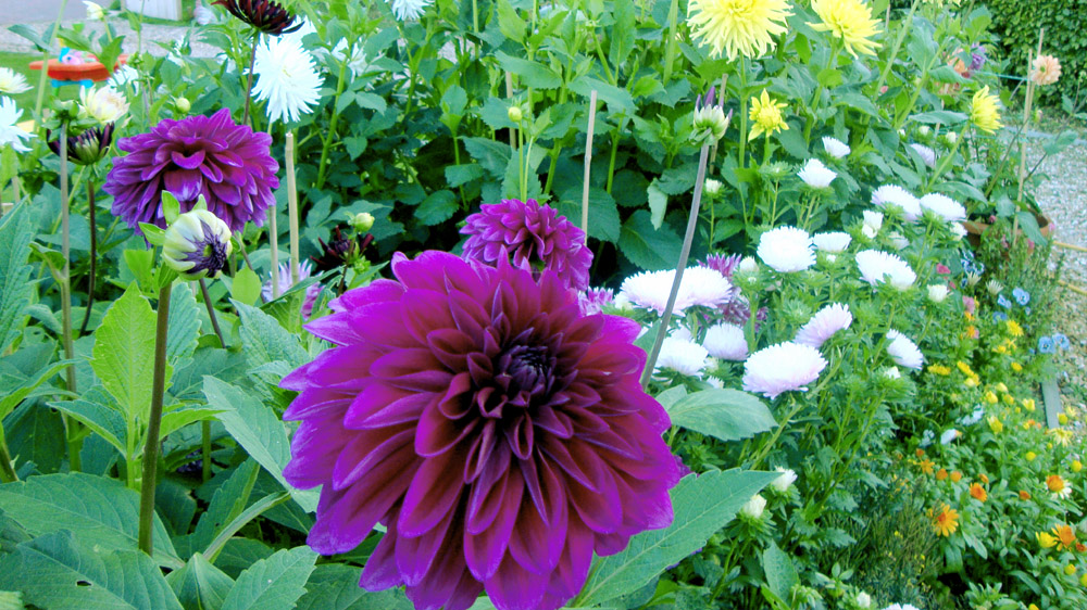 Growing and Caring for Dahlia plants - NatureBring