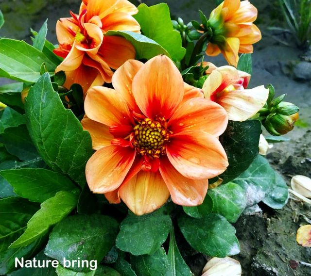 How to grow Dahlia plants Growing dahlias in pots