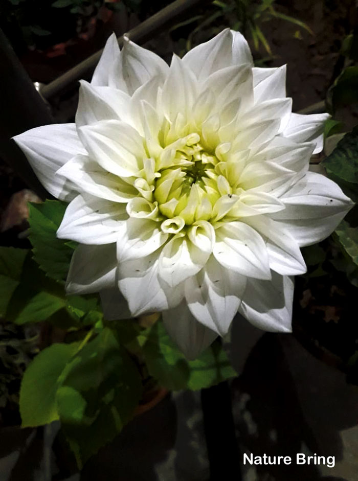 Dahlia plants | Growing dahlias