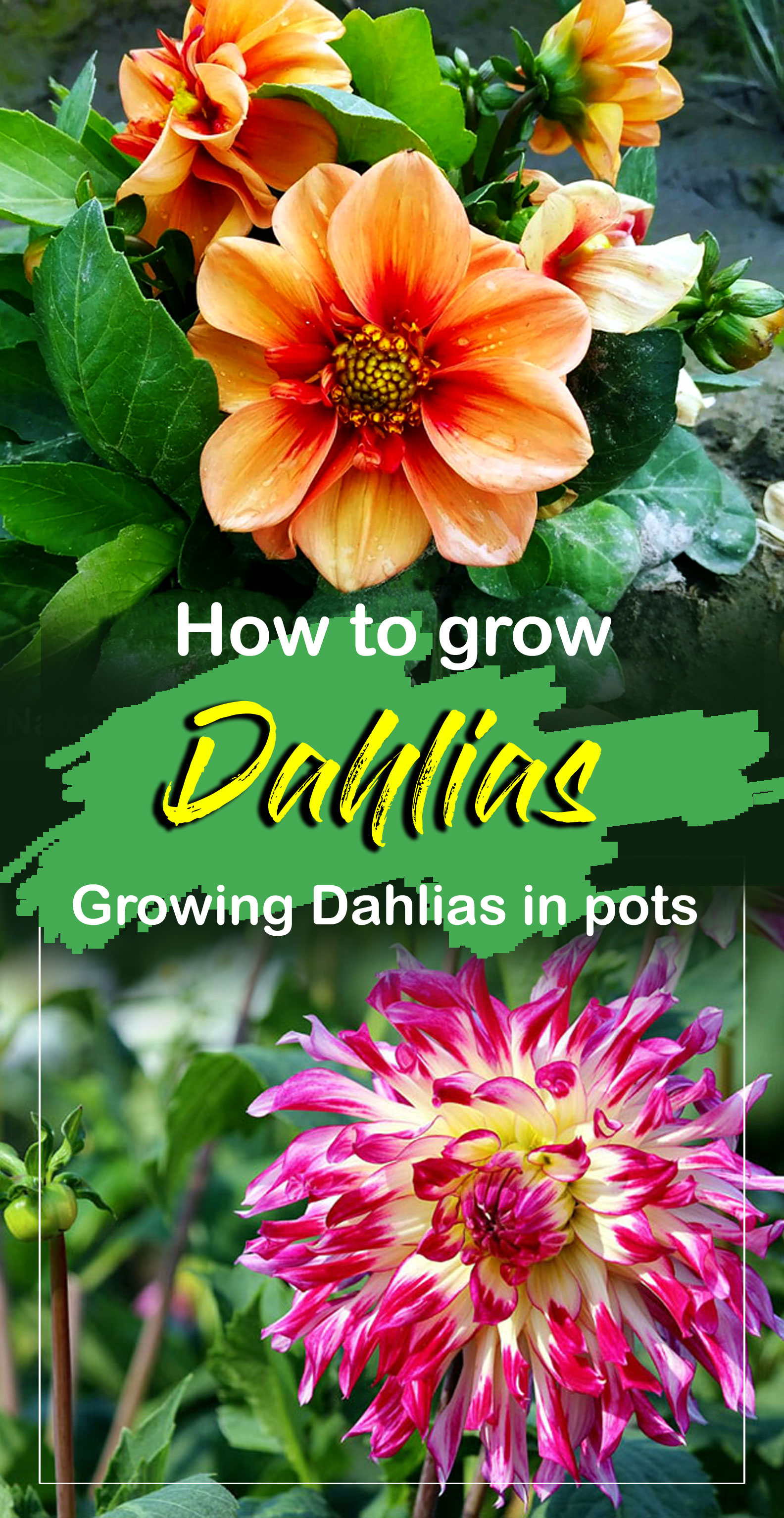 Dahlia plants | Growing dahlias