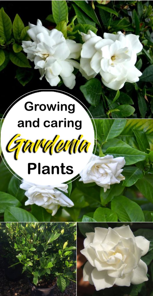 Gardenia | gardenias | growing gardenia