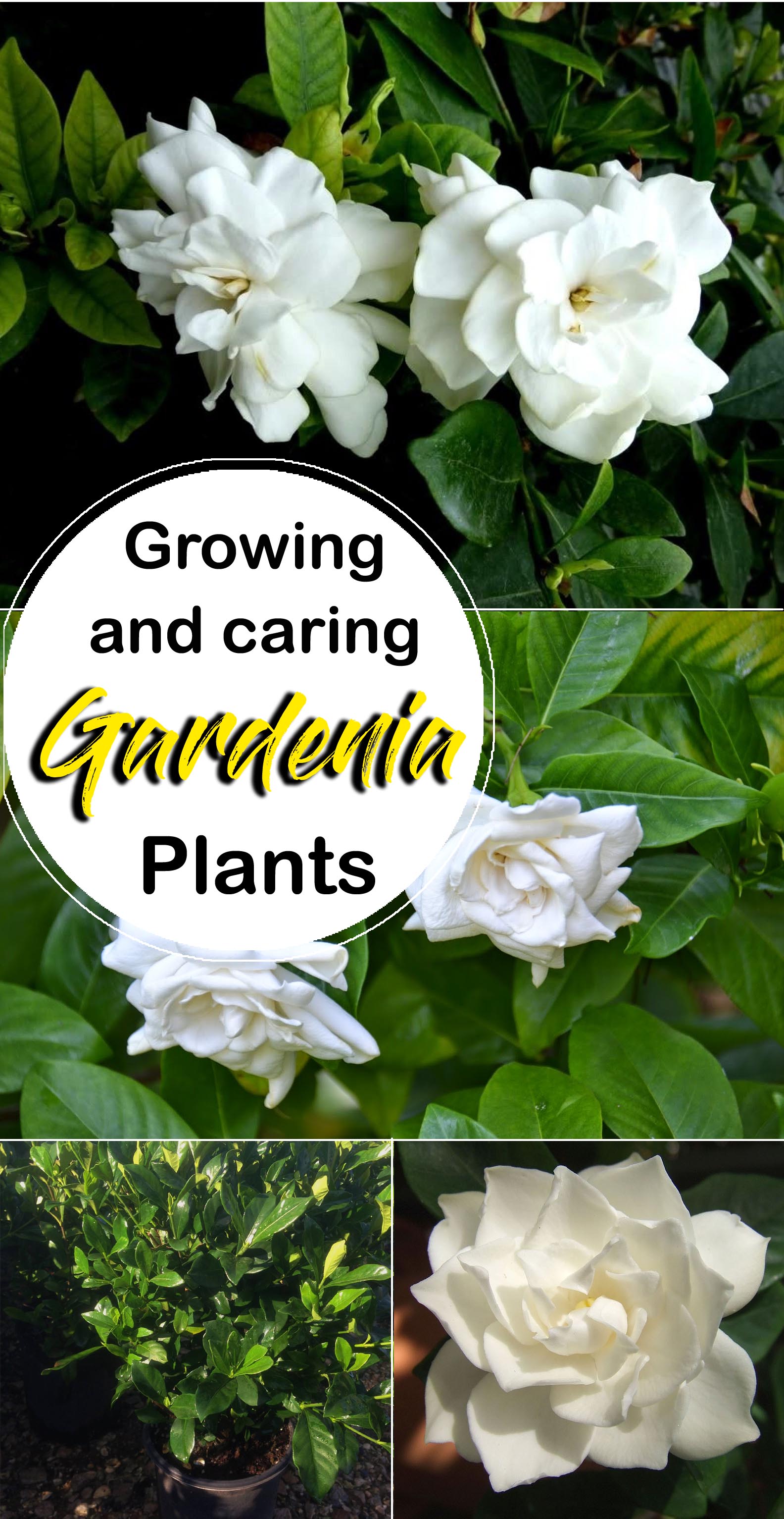 Growing Gardenia plant | How to grow Gardenia in a container - Naturebring