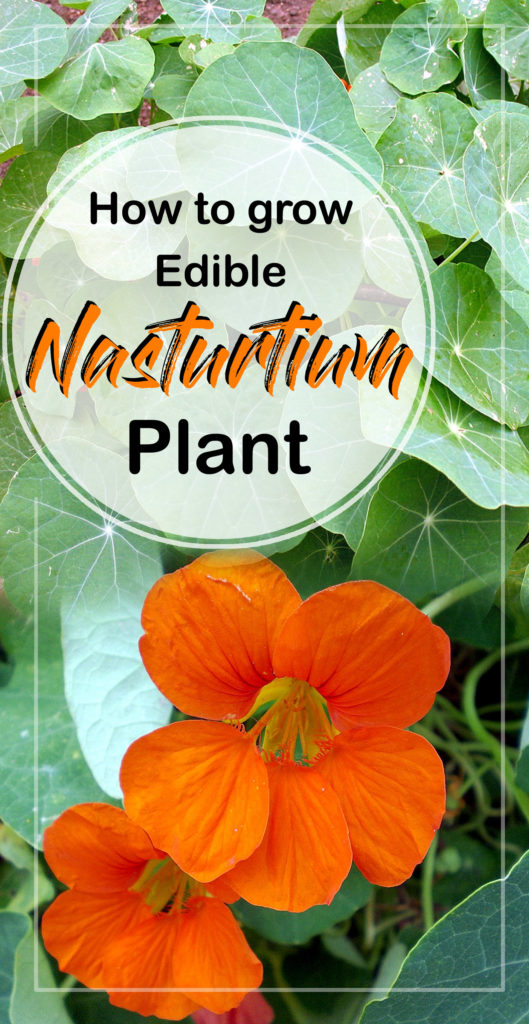 Nasturtium | tropaeolum |