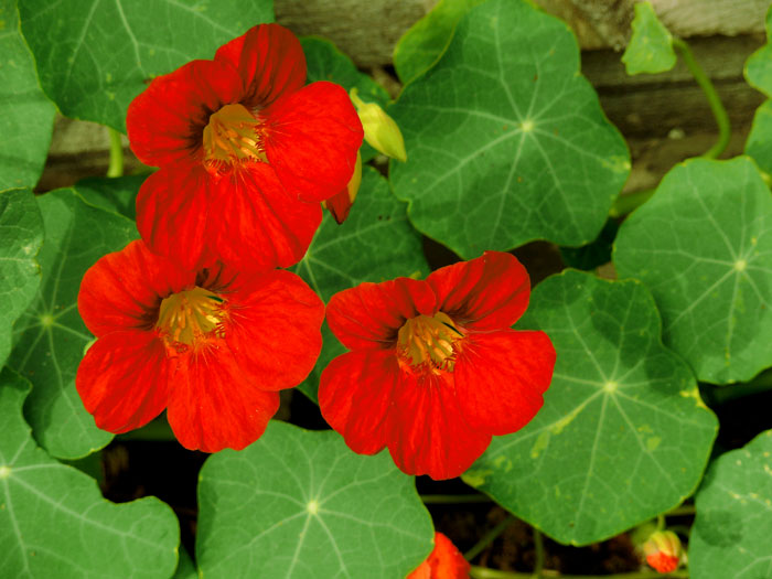 nasturtium flower