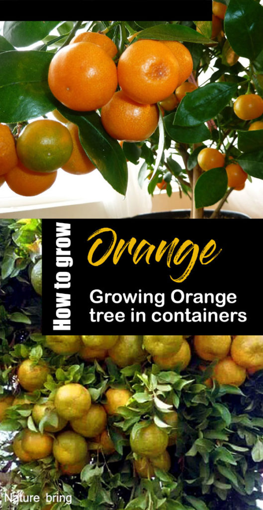 How to grow Orange in Container | Growing Orange tree | Citrus ...