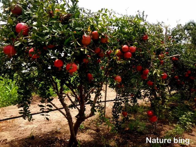 How To Grow Pomegranate In Pot Growing Pomegranate Tree Naturebring