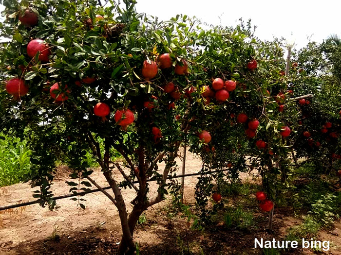 Pomegranate tree | Punica granatum | Pomegranate plant