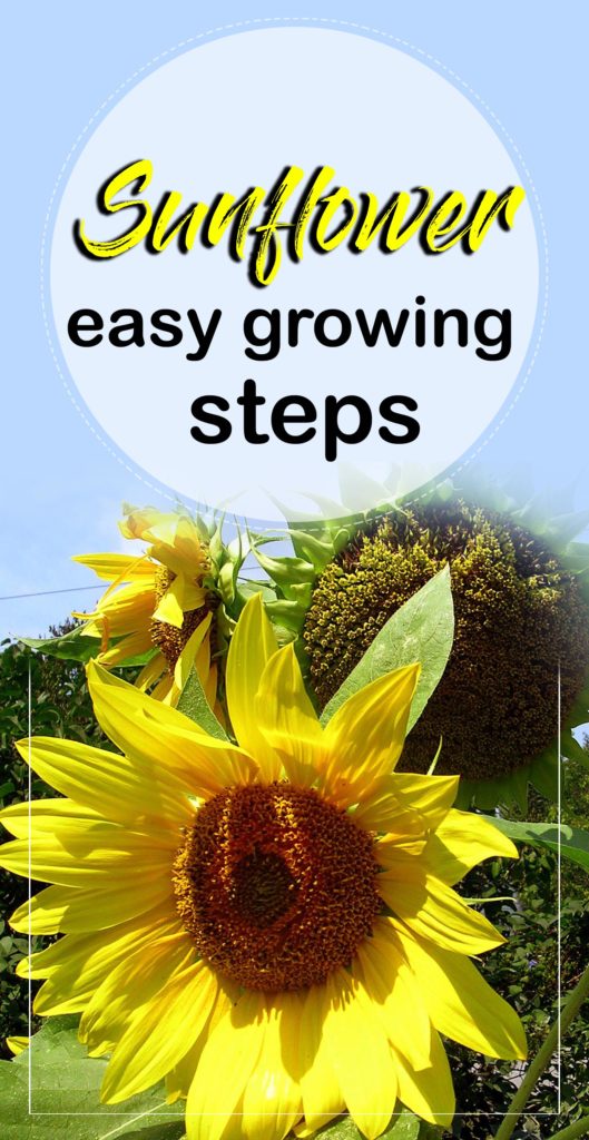 Sunflower | how to grow sunflowers | growing sunflowers