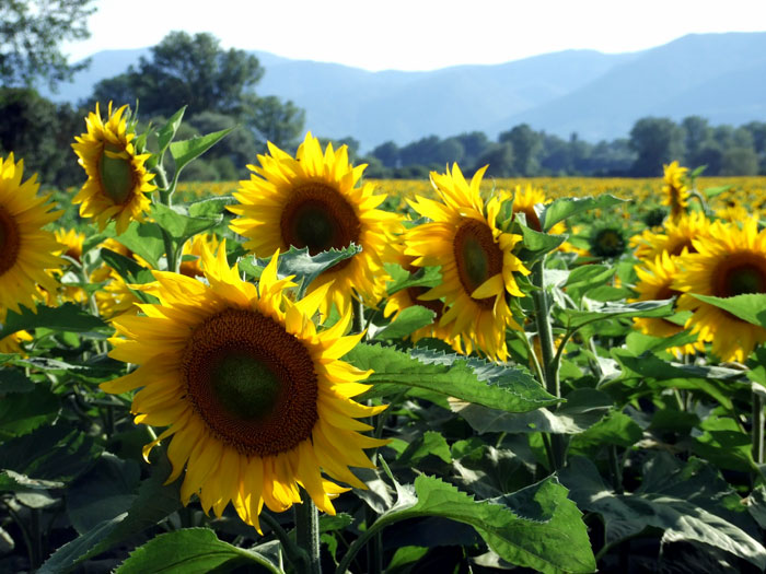 Sunflower