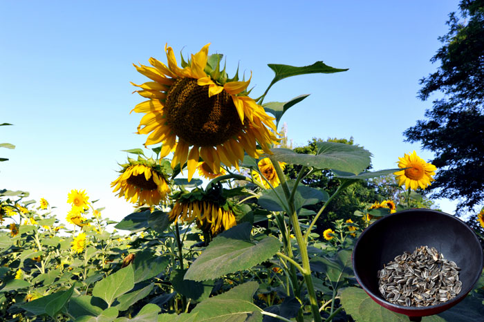 Sunflower plant