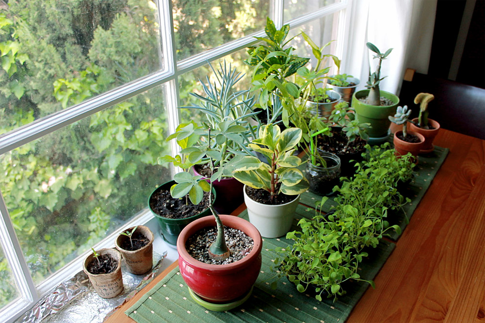 Indoor garden | How to grow beautiful indoor plants at home | indoor plant  care -