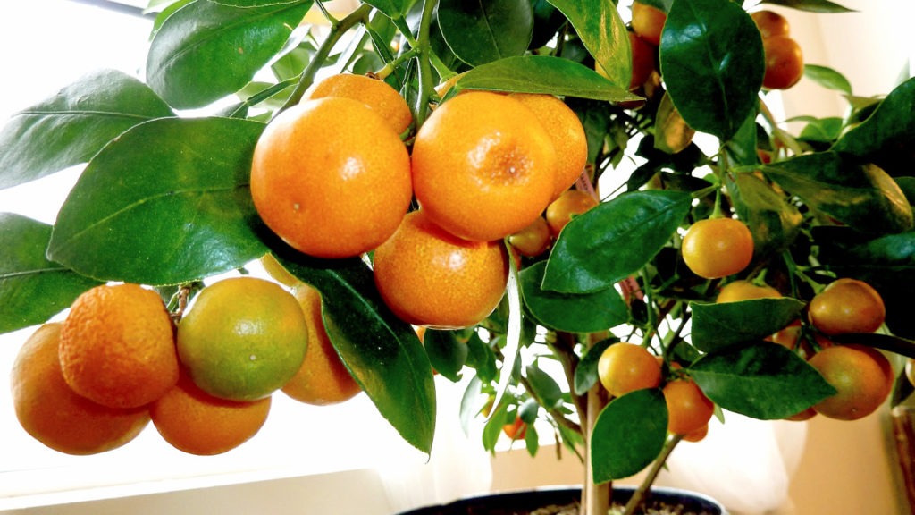 Orange tree