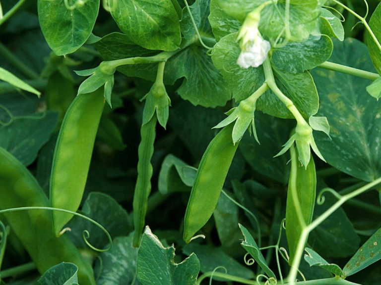 How to grow Peas | Growing Pea | Growing Pea plants in containers ...