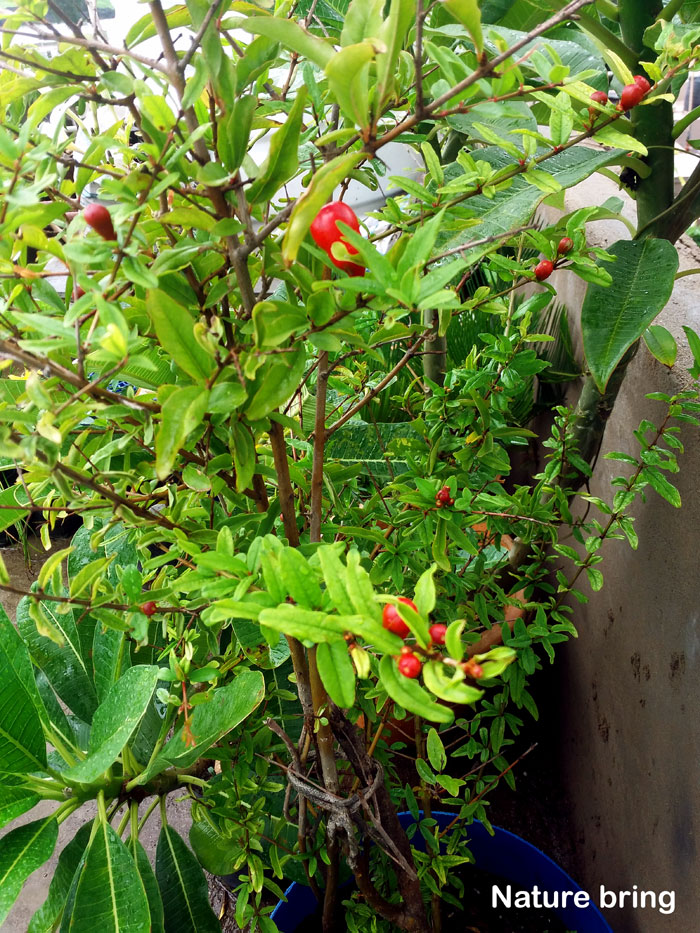 Pomegranate tree | Punica granatum | Pomegranate plants