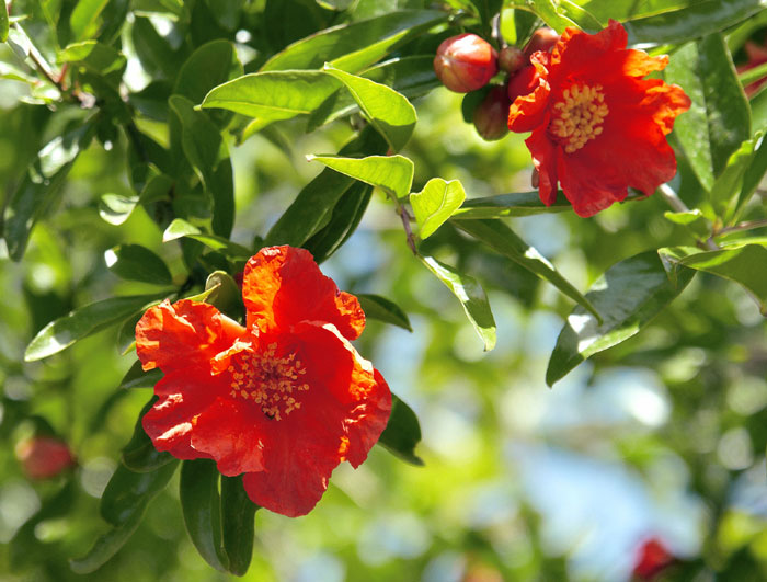 Pomegranate tree | Punica granatum | Pomegranate plant