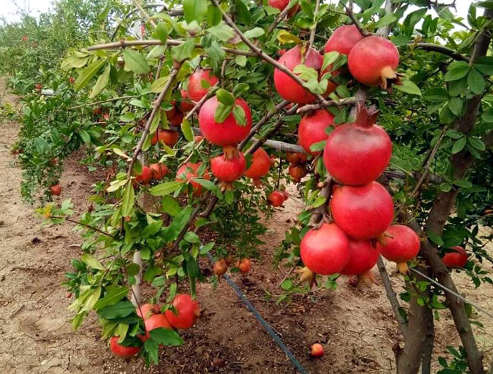 Pomegranate tree | Punica granatum | Pomegranate plants