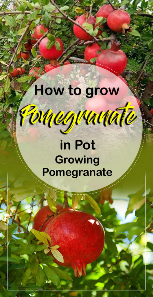 Pomegranate tree | Punica granatum | Pomegranate plants