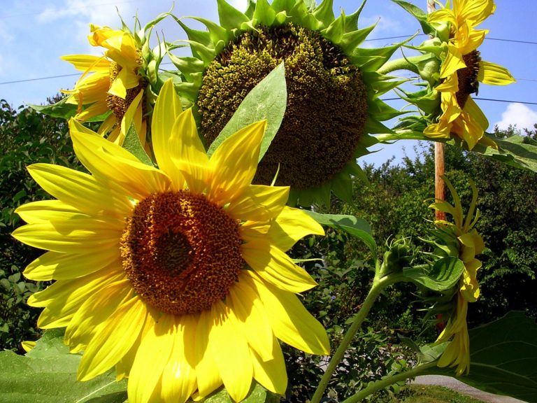 How To Grow Sunflowers Growing Sunflowers From Seeds Sunflower Care Naturebring