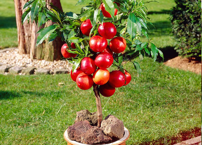 Growing Dwarf Apple In Container How To Grow Apple Tree In A