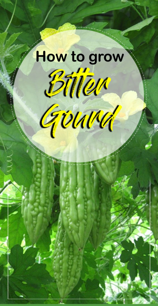 How To Grow Bitter Gourd Growing Bitter Gourd In Container