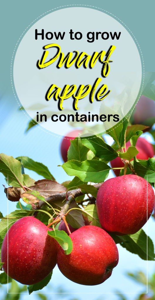 Apple tree | malus domestica | how to grow apple tree