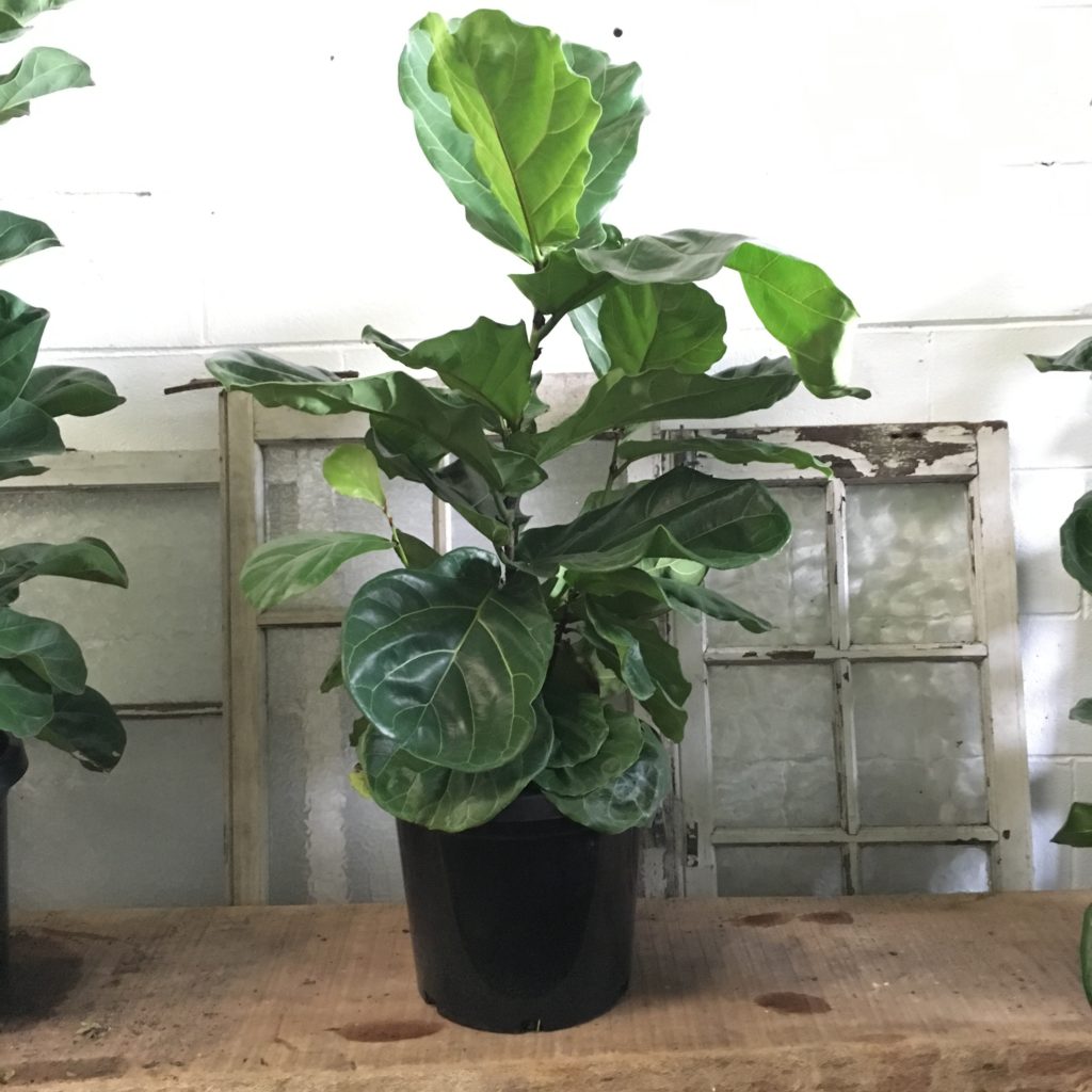 Fiddle Leaf Fig