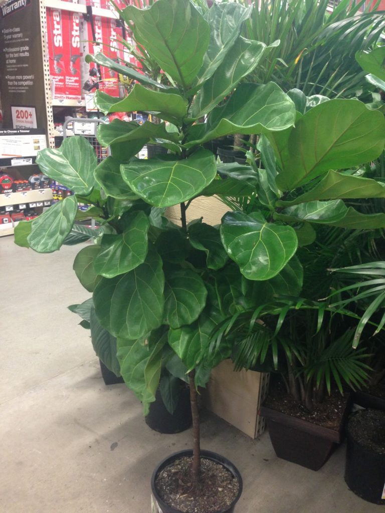 Fiddle Leaf Fig