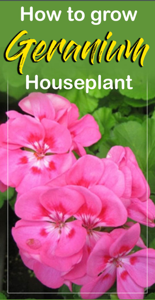 Geranium | How to grow Geranium in containers | Growing Geranium ...