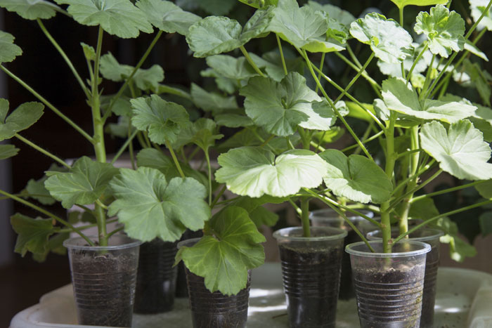 Growing Geranium