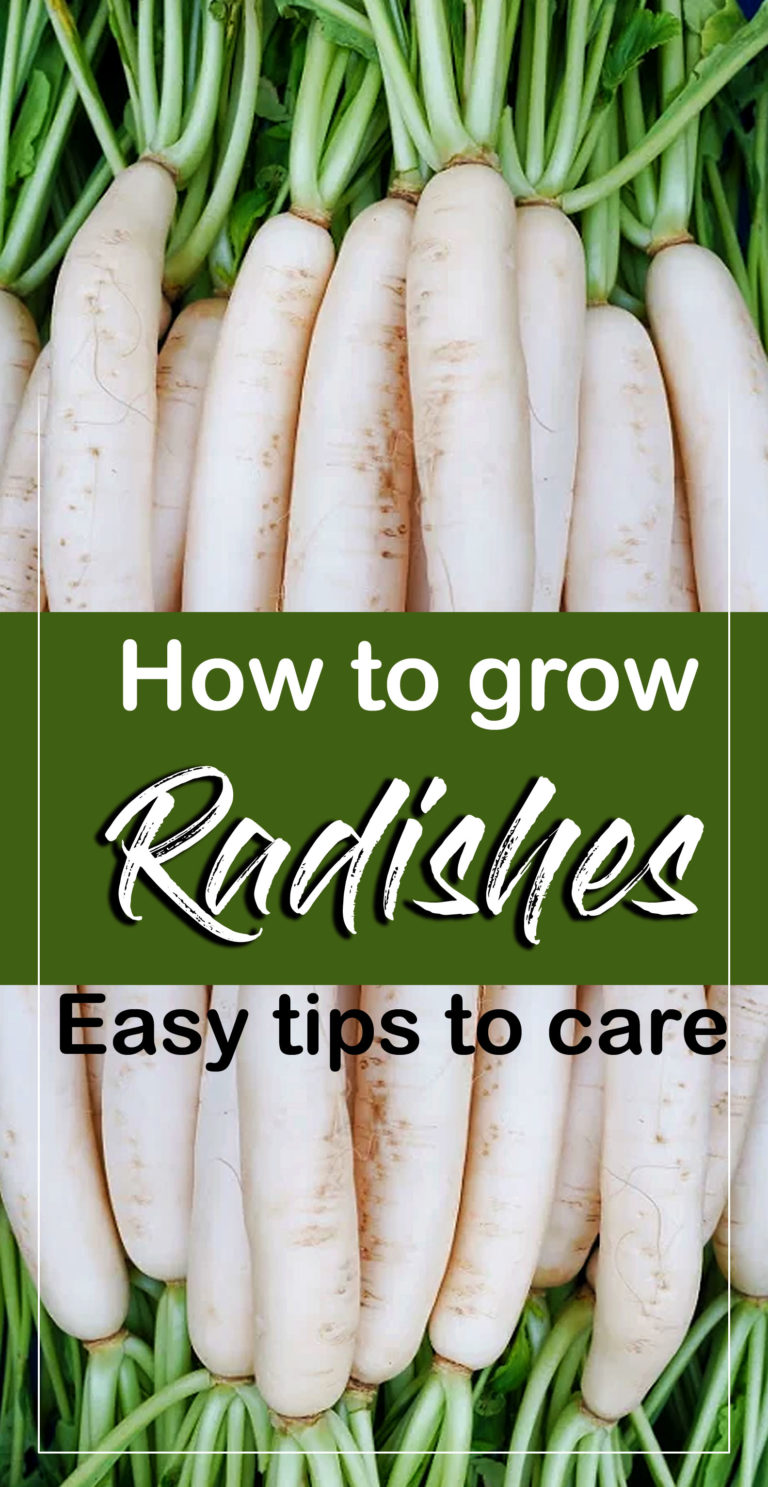 How to Grow Radish | Growing radishes in a pots | Root vegetables ...