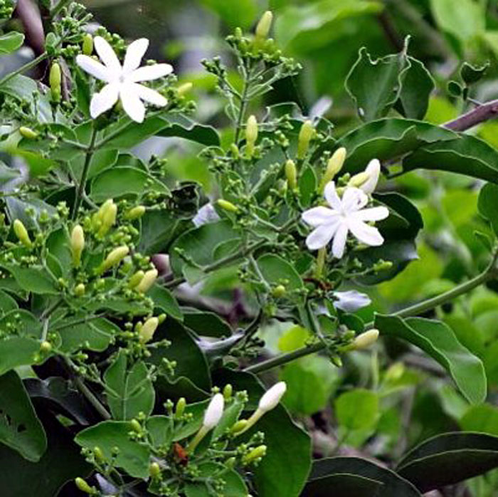 jasmine plant