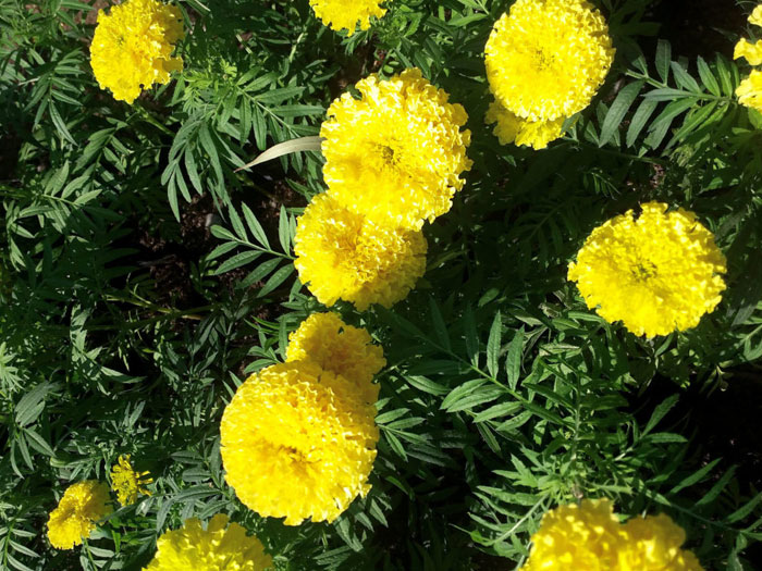 Marigold flower | Growing marigold plant | Genda | tagetes