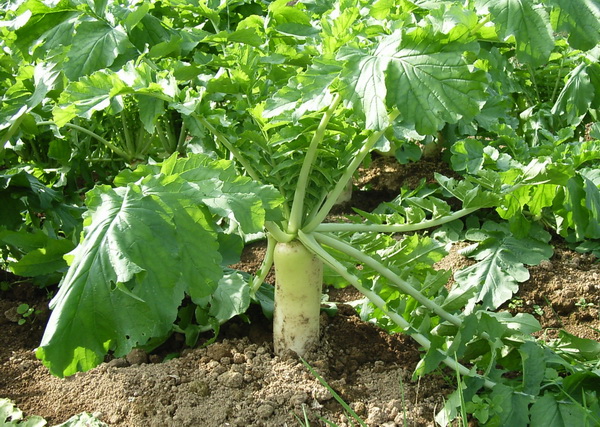 Radish