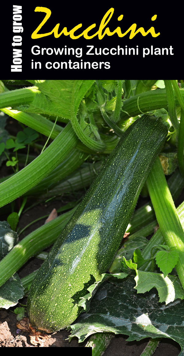 Zucchini