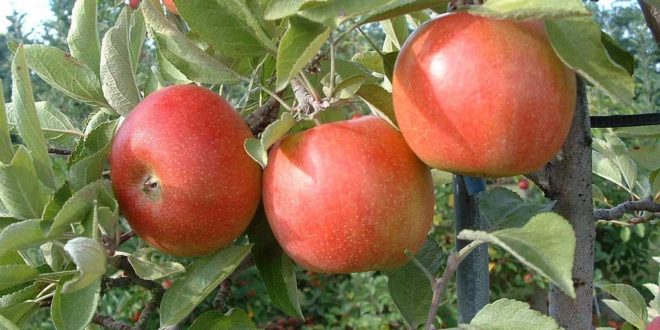 Growing dwarf apple in container | How to grow Apple tree in a ...