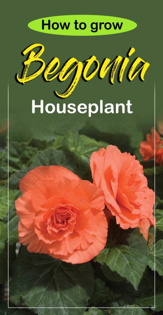 growing begonia | begonias | Begonia care