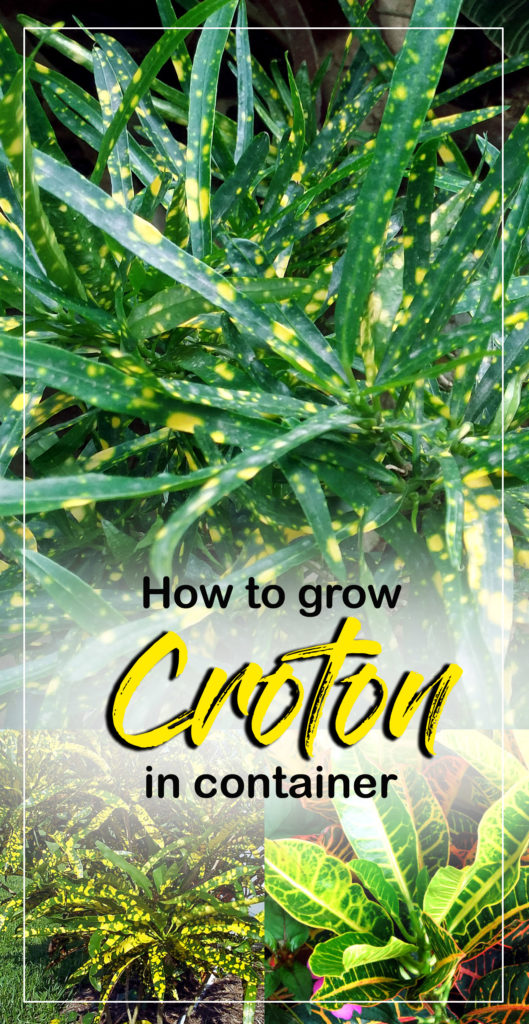 Croton propagation | Croton plant | croton plant care