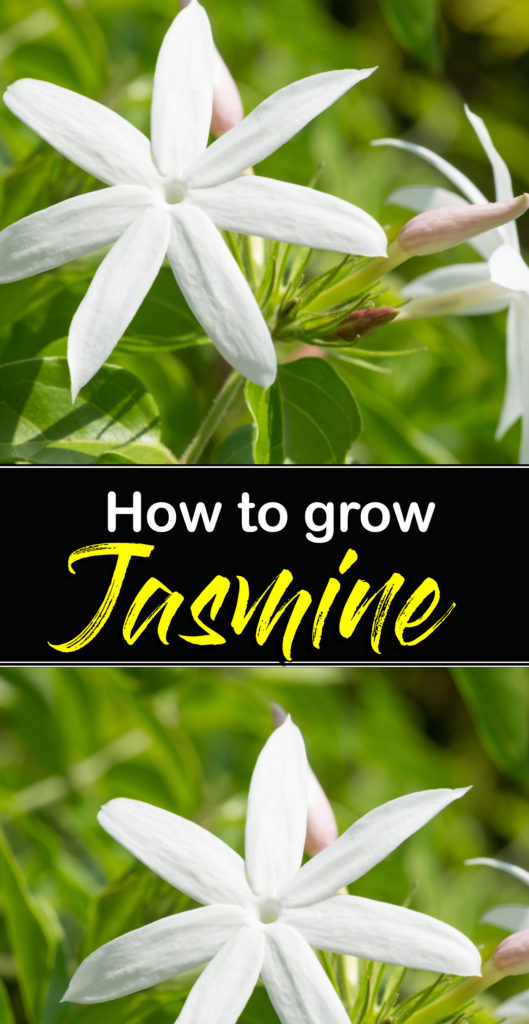 Jasmine | growing jasmine indoor | jasmine plant care