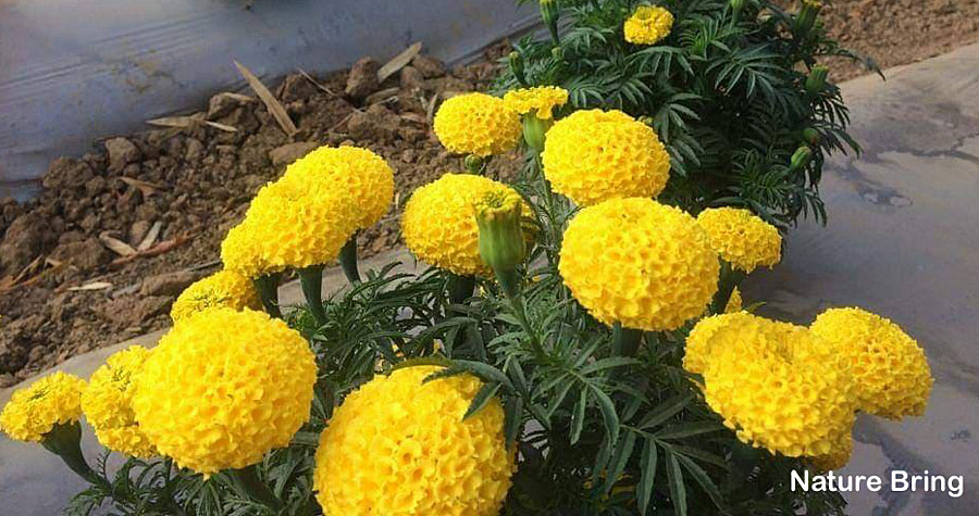 Marigold | Growing in a container | Genda | Tagetes