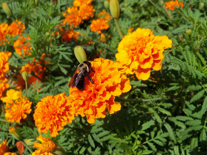 Marigold flower | Growing marigold plant | Genda | tagetes