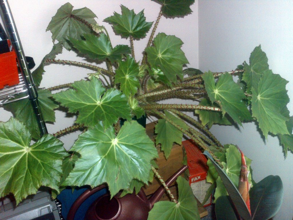 begonia houseplant