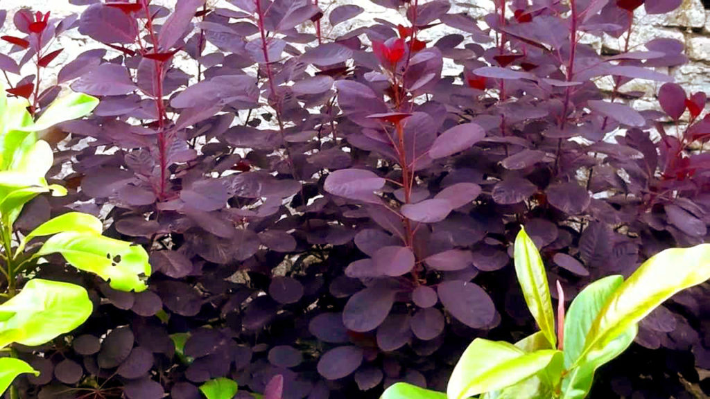 smoke bush1