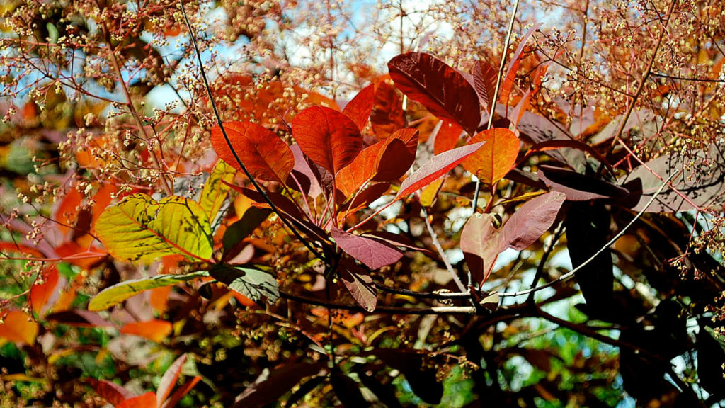 smoke bush1 copy