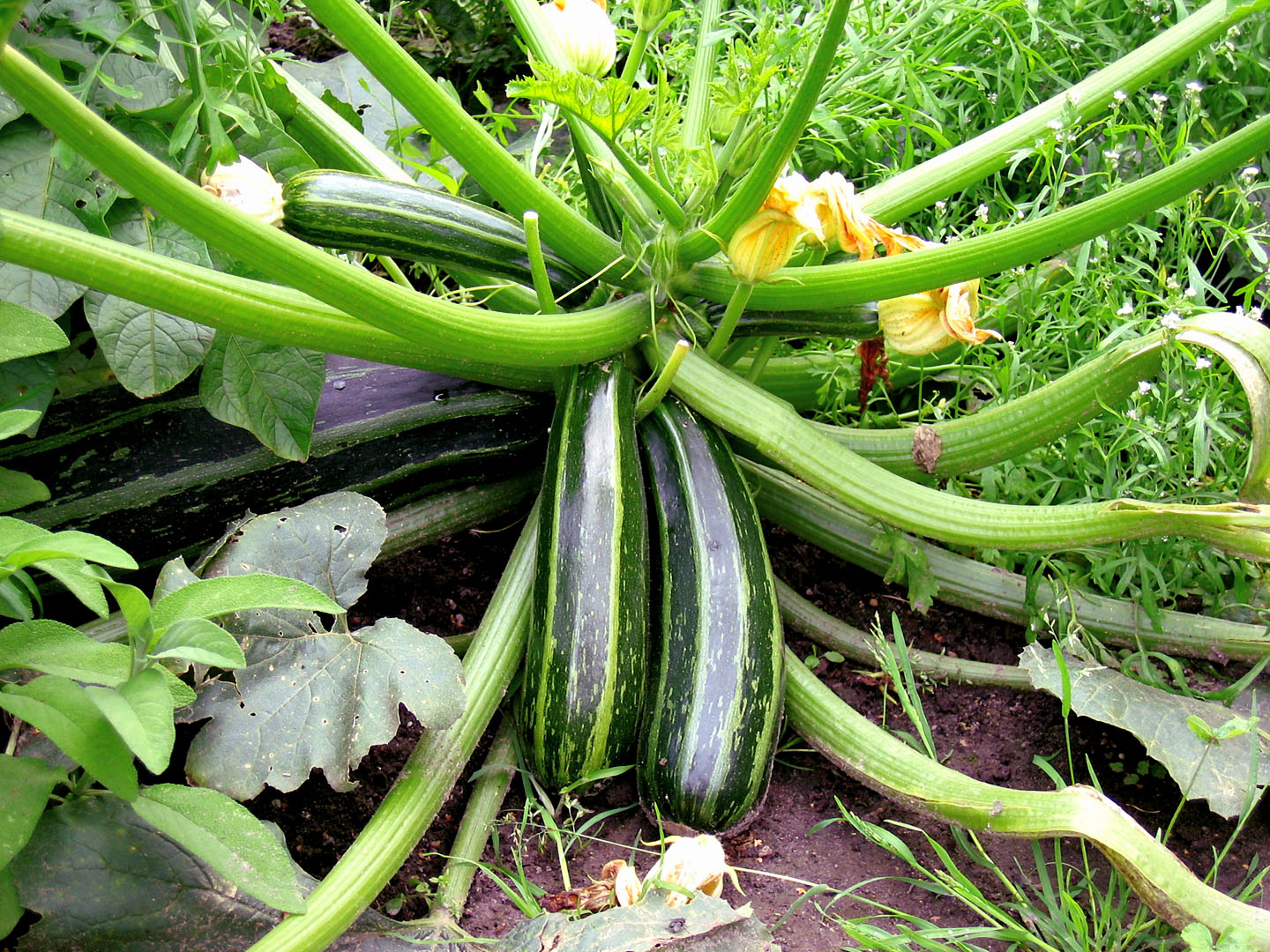 how-to-grow-zucchini-in-containers-growing-zucchini-plant-naturebring