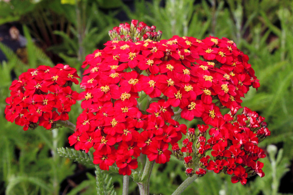 Summer flowers