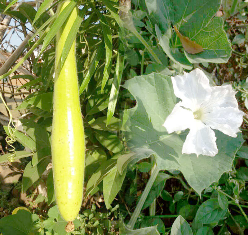 growing-organic-bottle-gourd-bottle-gourd-in-container-naturebring