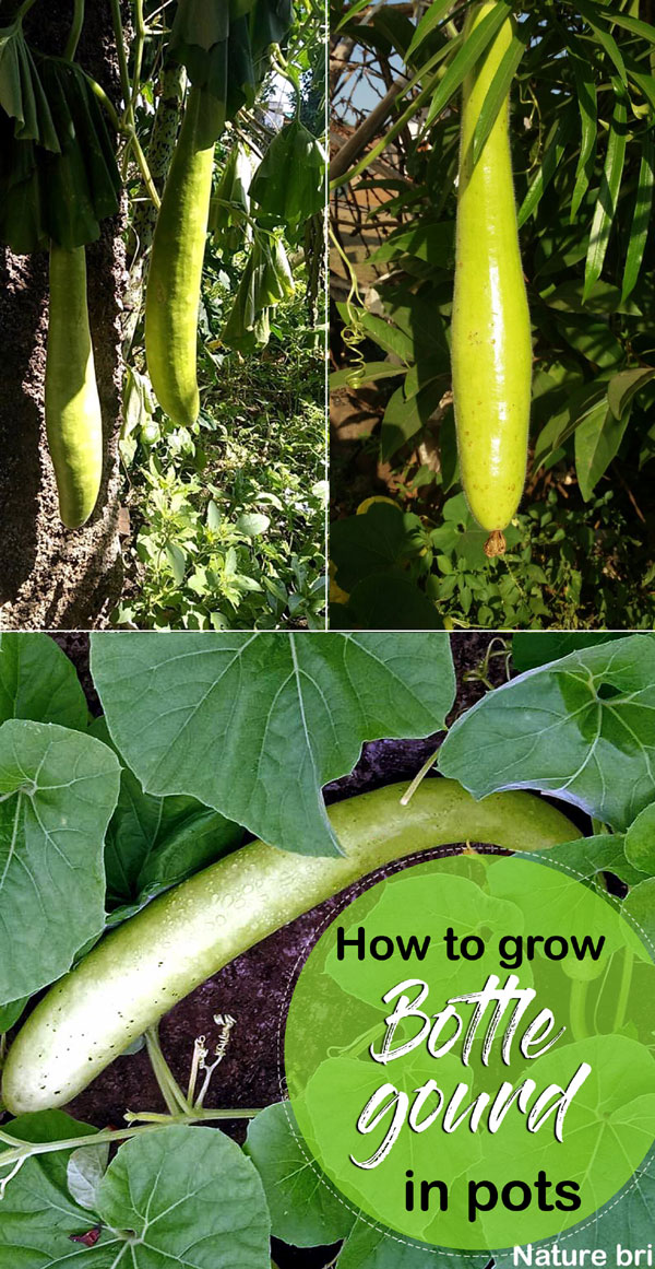 Growing Bottle gourd | Lauki
