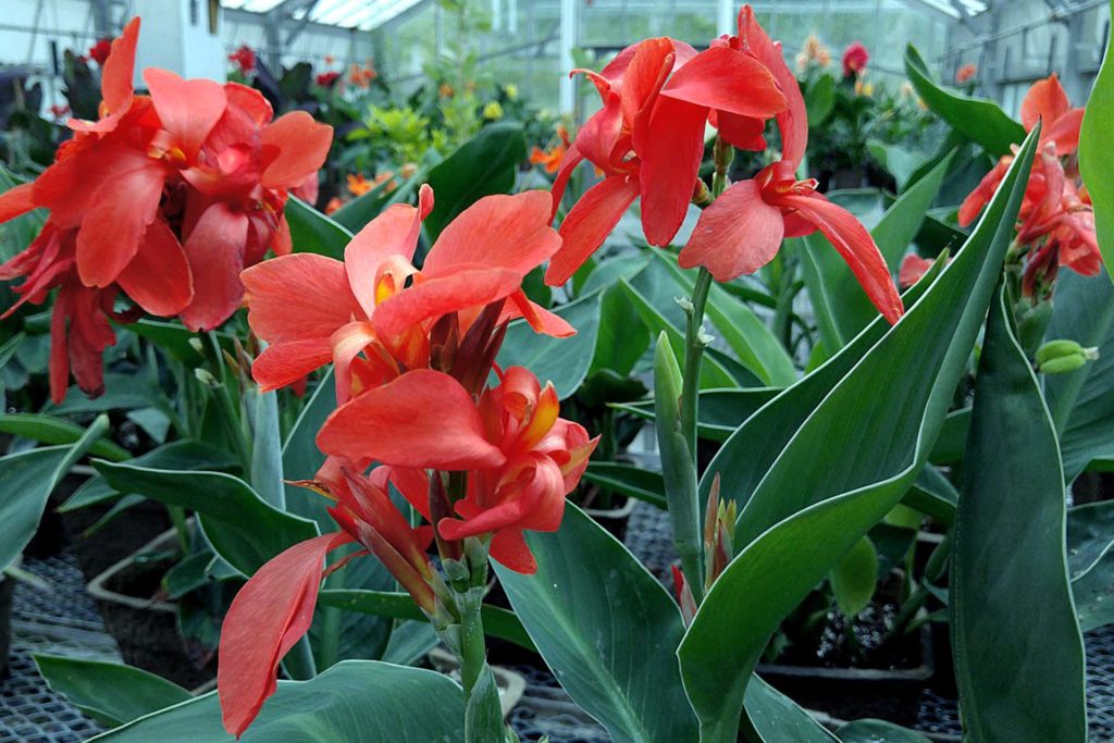 Cannas