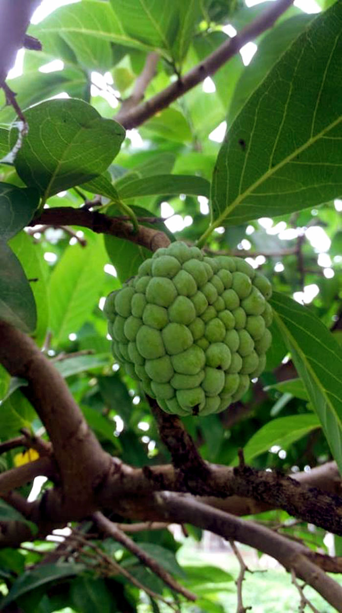 Custard apple что это за фрукт